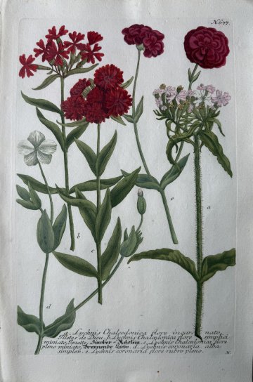N. 677 (Rose Campion) Phytanthosa Iconographia. Regensberg, 1737-42. Framed