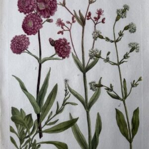 N.680 (Lychnis) Phytanthosa Iconographia. Regensberg 1737-42. Framed