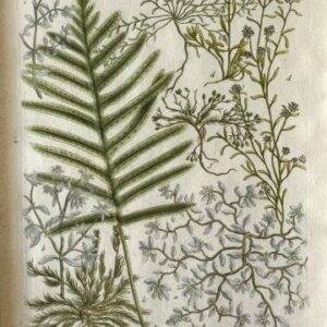 N. 825 (Knotweed) Phytanthosa Iconographia. Regensberg 1737-42. Framed