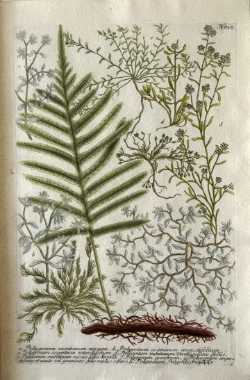 N. 825 (Knotweed) Phytanthosa Iconographia. Regensberg 1737-42. Framed