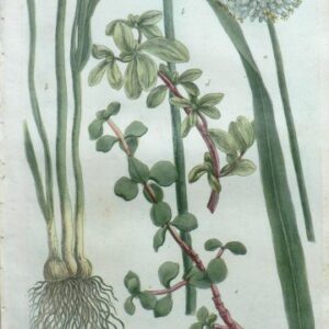 N. 828 (Leeks) Phytanthosa Iconographia...Regensberg, 1737-42