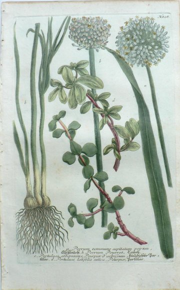 N. 828 (Leeks) Phytanthosa Iconographia...Regensberg, 1737-42