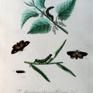 LXXVII. A Natural History of Insects. London, 1724