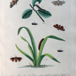 Pl. XXXIII. Natural History of Insects. London, 1724