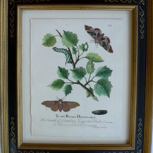 Pl.LVII A Natural History of Insects. London, 1724