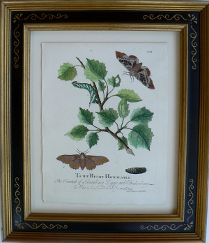 Pl.LVII A Natural History of Insects. London, 1724