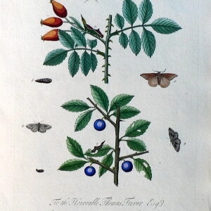 Pl. LXV. A Natural History of Insects. London, 1724