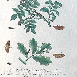 Pl. LXXIV. Natural History of Insects. London, 1724