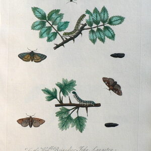 LXXVI. A Natural History of Insects. London, 1724