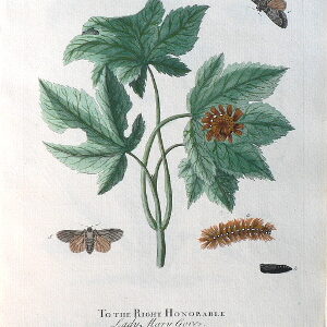 Pl. LXXXIII. Natural History of Insects. London, 1724