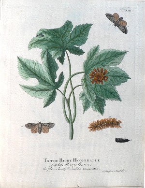 Pl. LXXXIII. Natural History of Insects. London, 1724