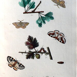 Pl. XLIII A Natural History of Insects. London, 1724