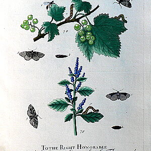 Pl. XLVII A Natural Hisotry of Insects. London, 1724