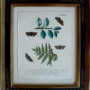 Pl. XXXII A Natural History of Insects. London, 1724