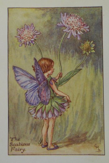(Scabious Fairy) Barker, Cecily Mary, Flower Fairy, London 1910-25
