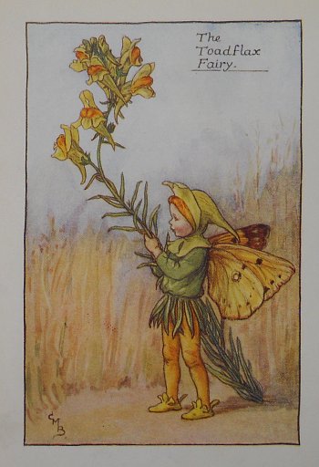 (Toad Flax Fairy) Barker, Cecily Mary, Flower Fairy, London 1910-25