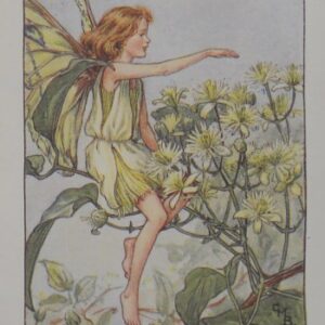 (Traveller's Joy) Barker, Cecily Mary, Flower Fairy, London 1910-25