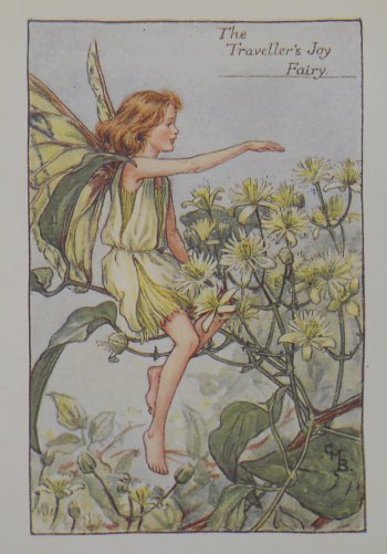 (Traveller's Joy) Barker, Cecily Mary, Flower Fairy, London 1910-25