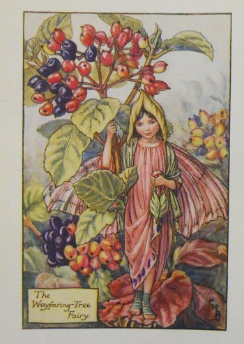 (Wayfaring Tree Fairy) Barker, Cecily Mary, Flower Fairy, London 1910-25,