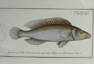 CCXCII (Wrasse) ...der Fische...Berlin (1785-1797)