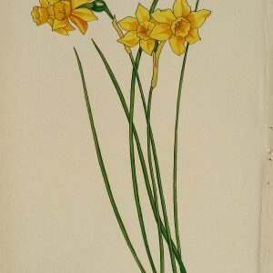 (Anonymous) Narcissus. Watercolor. Circa 1940