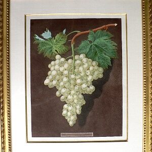 PL. LX (Grapes) Pomona Britannica. London: 1806.
