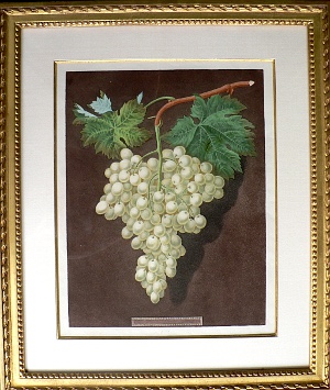 PL. LX (Grapes) Pomona Britannica. London: 1806.