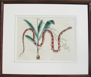 Pl. 2.55 Corn Snake. The Natural History of Carolina...London: 1771.