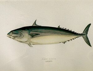 (Bonito) ...Fishes of the British Islands. London, 1877