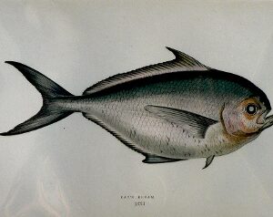 (Bream) ...Fishes of the British Islands. London, 1877