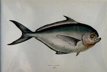 (Bream) ...Fishes of the British Islands. London, 1877