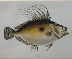 (Doree) ...Fishes of the British Islands. London, 1877