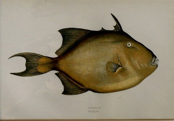 (Filefish) ...Fishes of the British Islands. London, 1877
