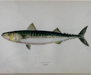 (Mackerel) ...Fishes of the British Islands. London, 1877