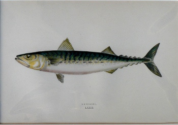 (Mackerel) ...Fishes of the British Islands. London, 1877