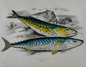 (Spanish Mackarel) ...Fishes of the British Islands. London, 1877