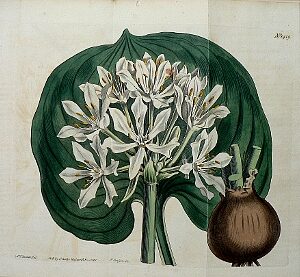 No. 1419 (Pancratium) Botanical Magazine. London, 1811.