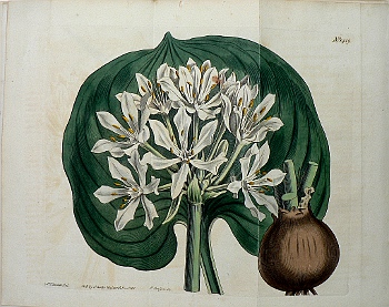 No. 1419 (Pancratium) Botanical Magazine. London, 1811.