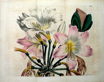 No. 1450 (Pink Amaryllis) The Botanical Magazine. London, 1812.