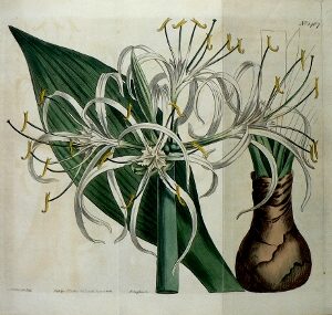 No. 1467 (Sea-Daffodil) Botanical Magazine. London, 1812.