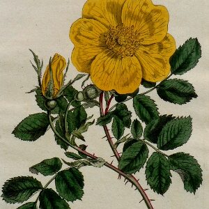 No. 363. (Wild Rose) The Botanical Magazine, London, 1797.