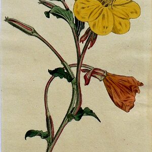 No. 365 (Ocnothera) The Botanical Magazine. London, 1797.