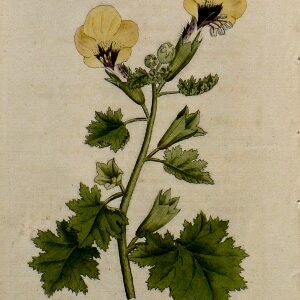 No. 67. The Botanical Magazine. London, 1789.
