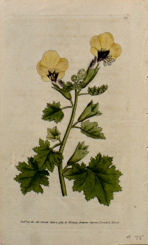 No. 67. The Botanical Magazine. London, 1789.