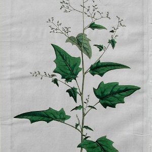 Chenopodium. Flora Londinensis. London: 1777-1798.