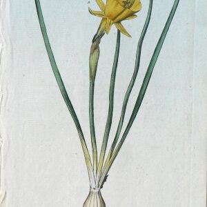 No. 88 (Daffodil) The Botanical Magazine. London, 1789.