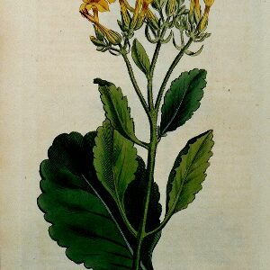 1436 (Navel-Wort) The Botanical Magazine. London 1812.
