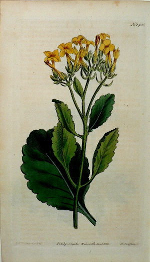 1436 (Navel-Wort) The Botanical Magazine. London 1812.