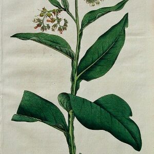 Simphytum. Flora Londinensis, London: 1777-98.