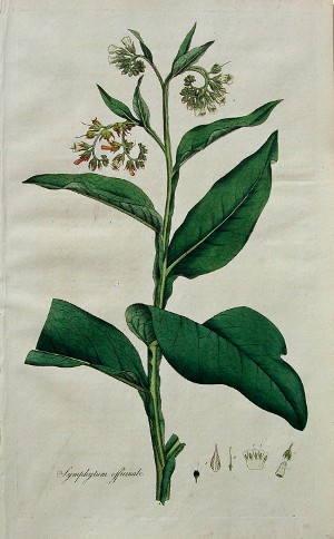 Simphytum. Flora Londinensis, London: 1777-98.